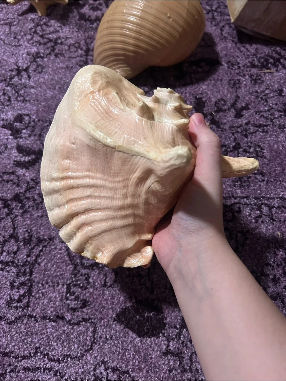 Natural Large Queen Conch Shell